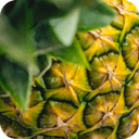 Pineapple Bromelain (Ananas comosus)